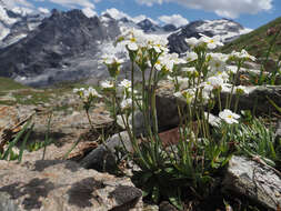 Image of Androsace obtusifolia All.