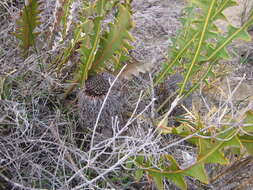 Image of Prostrate Banksia