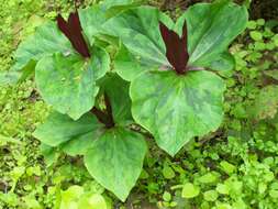 Imagem de Trillium chloropetalum (Torr.) Howell