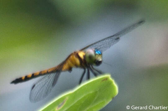 Image of Amphithemis Selys 1891