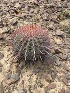 Image of Ferocactus gracilis subsp. tortulispinus