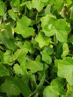 Image de Hydrocotyle bowlesioides Mathias & Constance