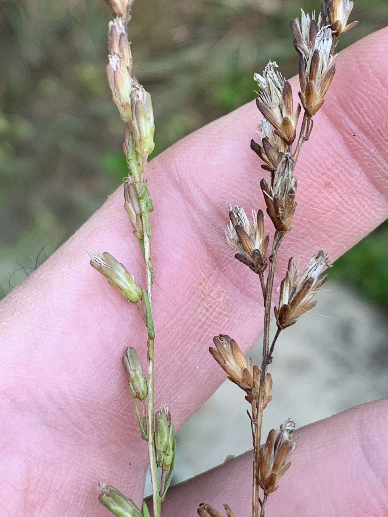 Слика од Liatris microcephala (Small) Schumann