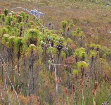 Ursinia caledonica (Phillips) Prassler resmi