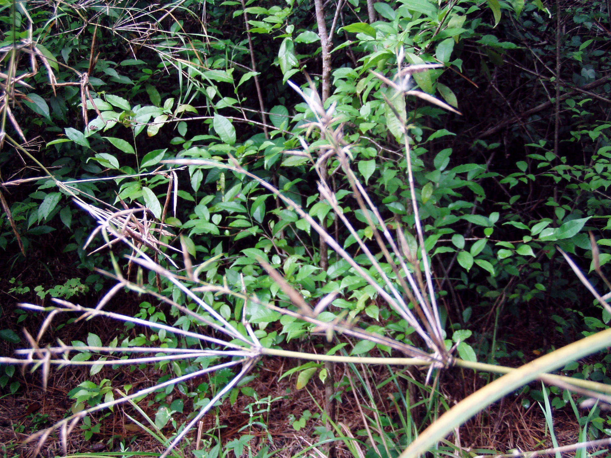 Image of American long-leaved bamboo