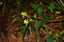 Image of Corymborkis flava (Sw.) Kuntze