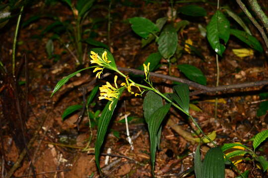 Image de Corymborkis flava (Sw.) Kuntze