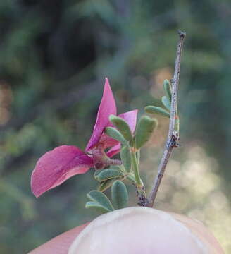 Image of Indigofera nigromontana Eckl. & Zeyh.