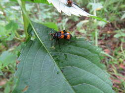 Imagem de Nicrophorus (Nicrophorus) quadripunctatus (Kraatz 1877)