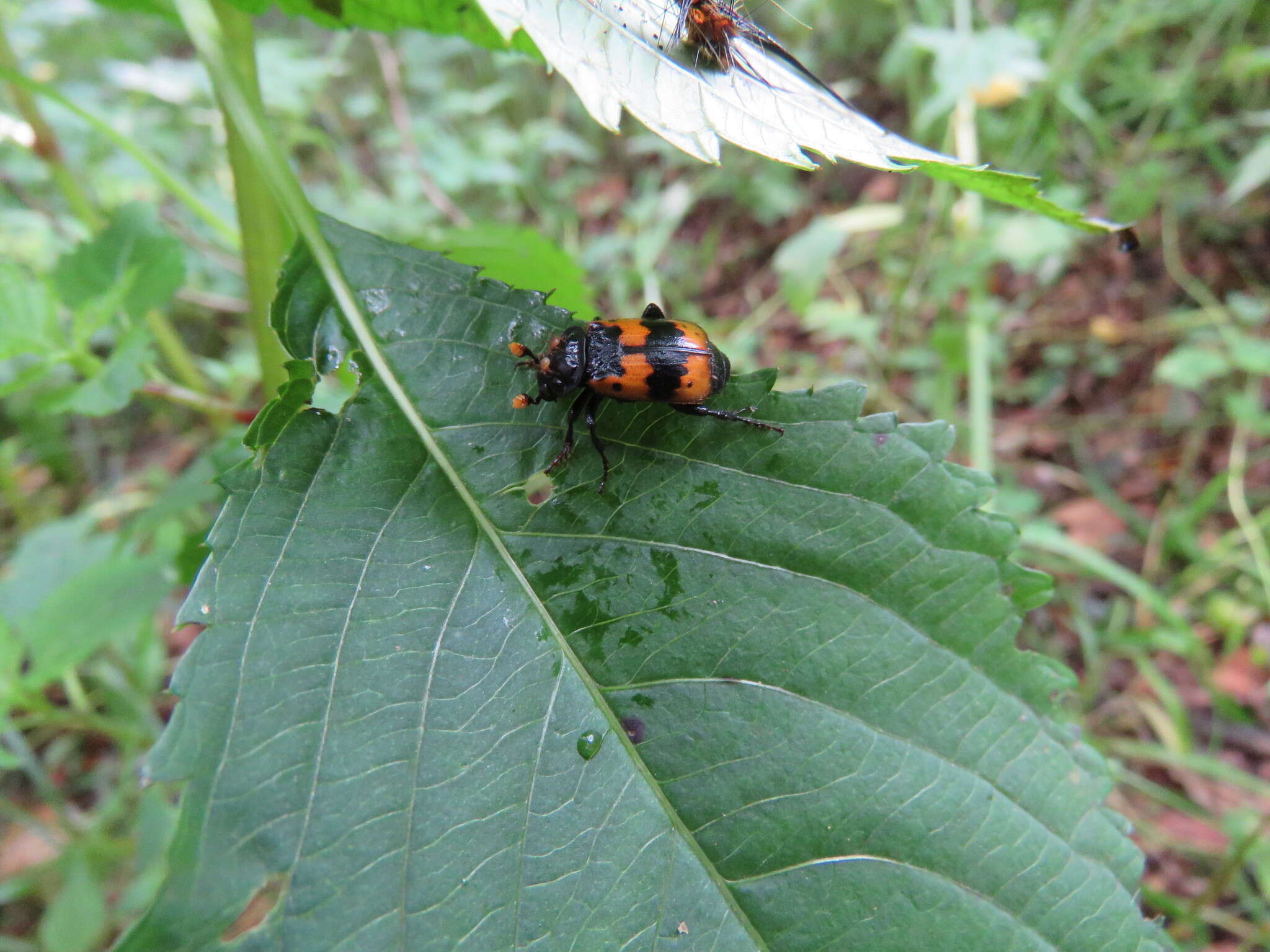 Imagem de Nicrophorus (Nicrophorus) quadripunctatus (Kraatz 1877)