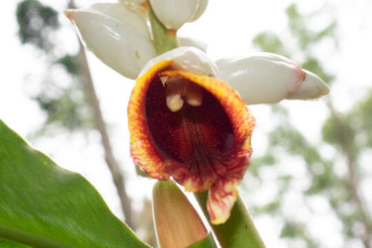 Image of Alpinia platychilus K. Schum.