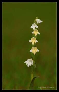 Слика од Habenaria heyneana Lindl.