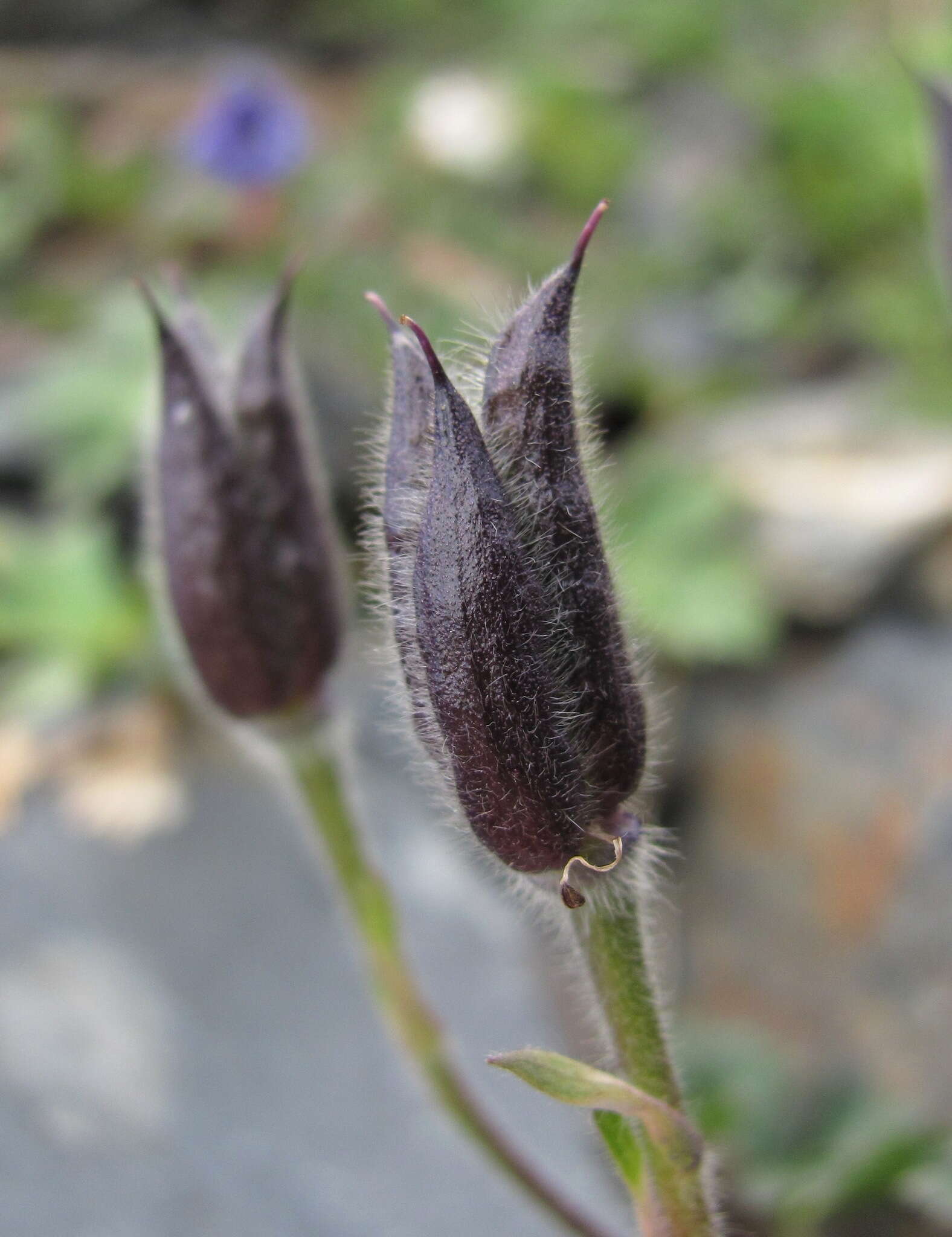 Image of Delphinium caucasicum C. A. Mey.