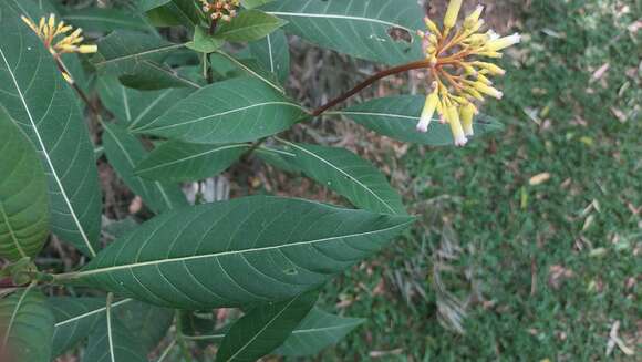 Plancia ëd Palicourea australis C. M. Taylor