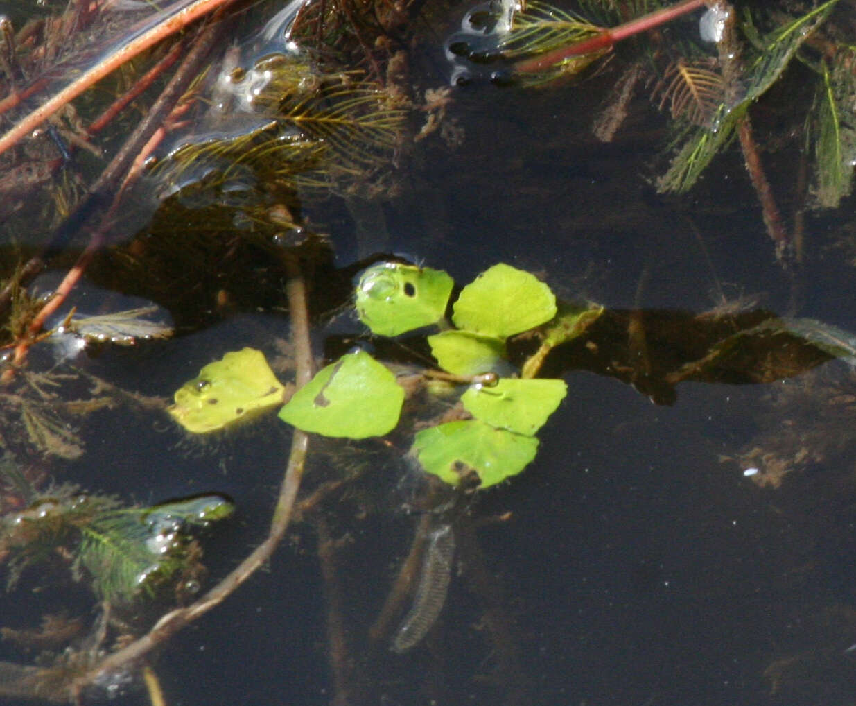 Image of Trapella sinensis Oliv.