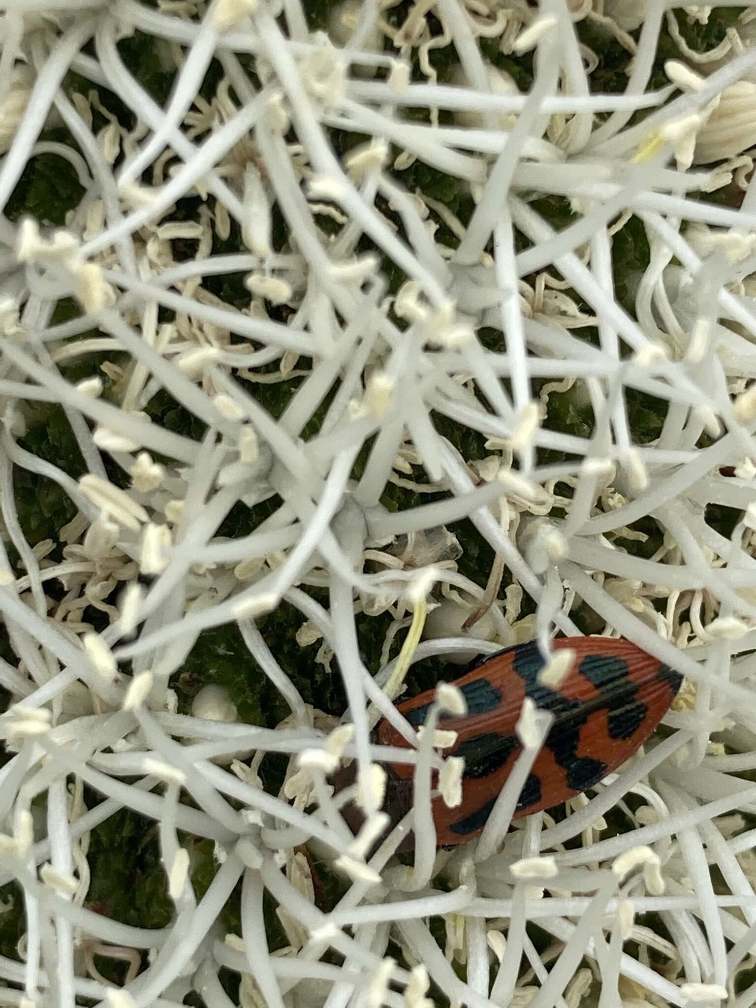 Castiarina jospilota (Gory & Laporte 1838) resmi