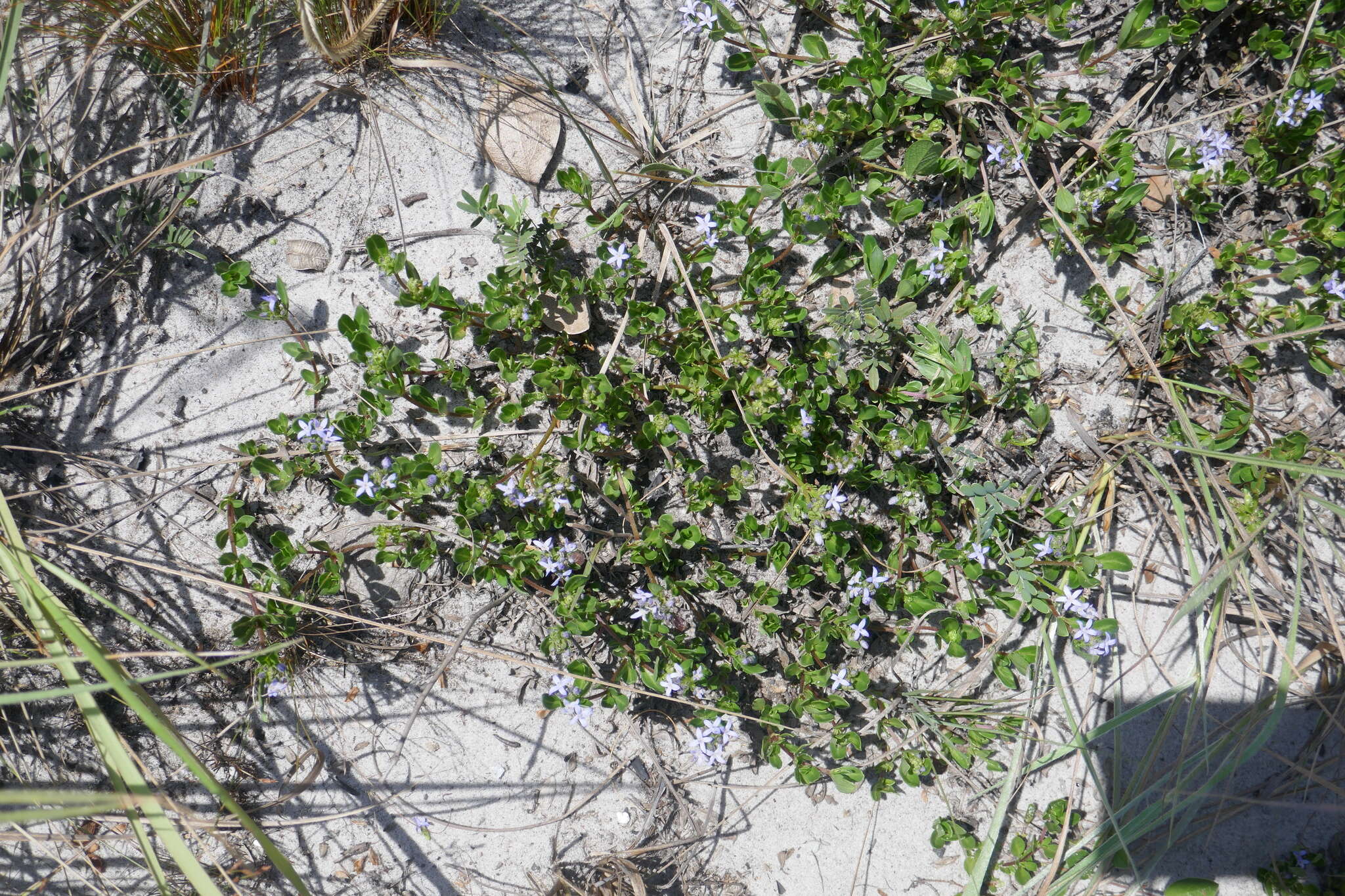 Image of Pentanisia veronicoides (Baker) K. Schum.