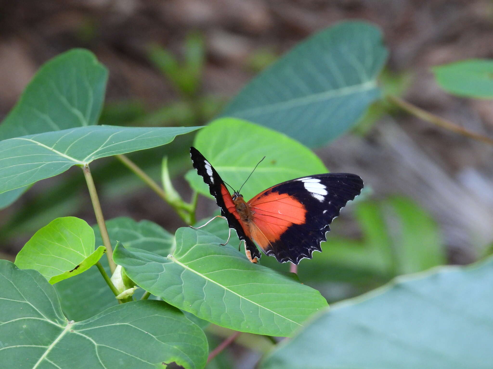 Cethosia cydippe Linnaeus 1763 resmi