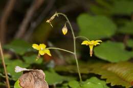 Image of golden insideout flower