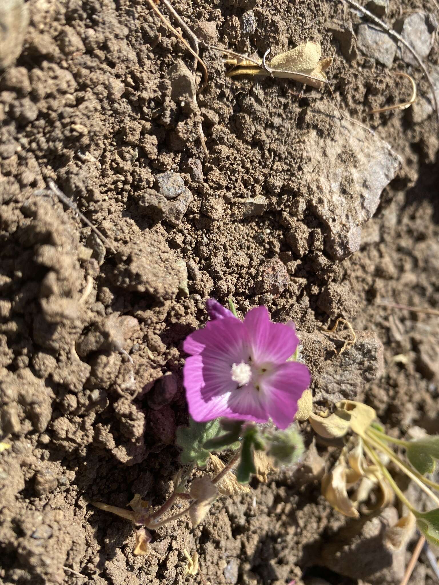 Image of fringed checkerbloom