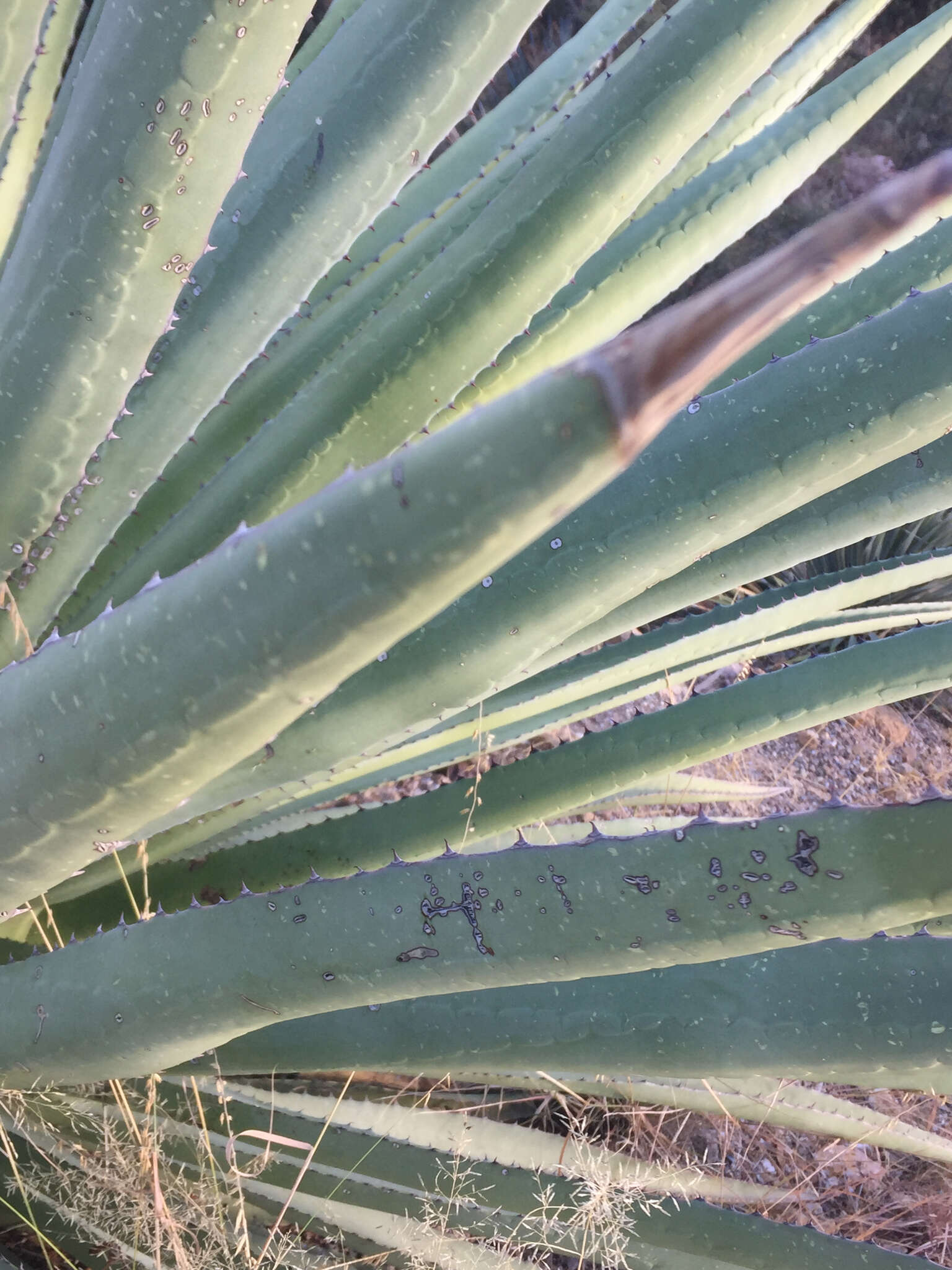 Agave palmeri Engelm. resmi