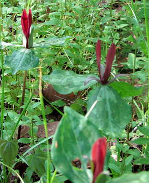 Слика од Trillium maculatum Raf.