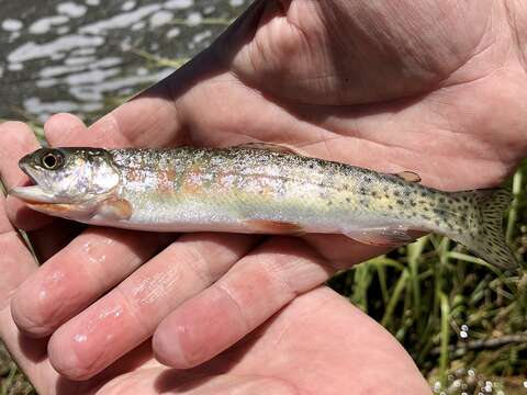 Image of Oncorhynchus clarkii pleuriticus (Cope 1872)