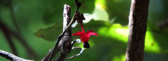 Imagem de Brackenridgea australiana F. Muell.