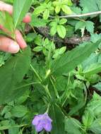 Image of limestone wild petunia