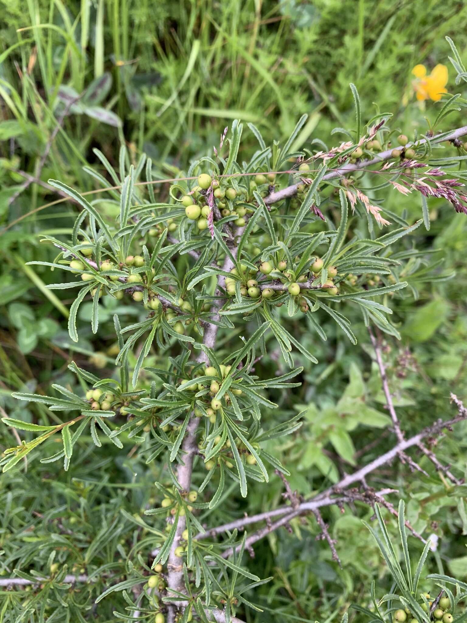 Image of Rhamnus erythroxyloides Hoffmanns.