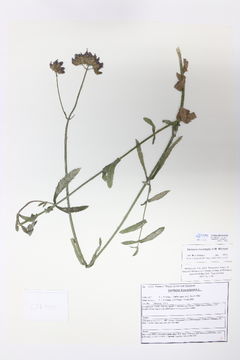 Image of Purpletop vervain