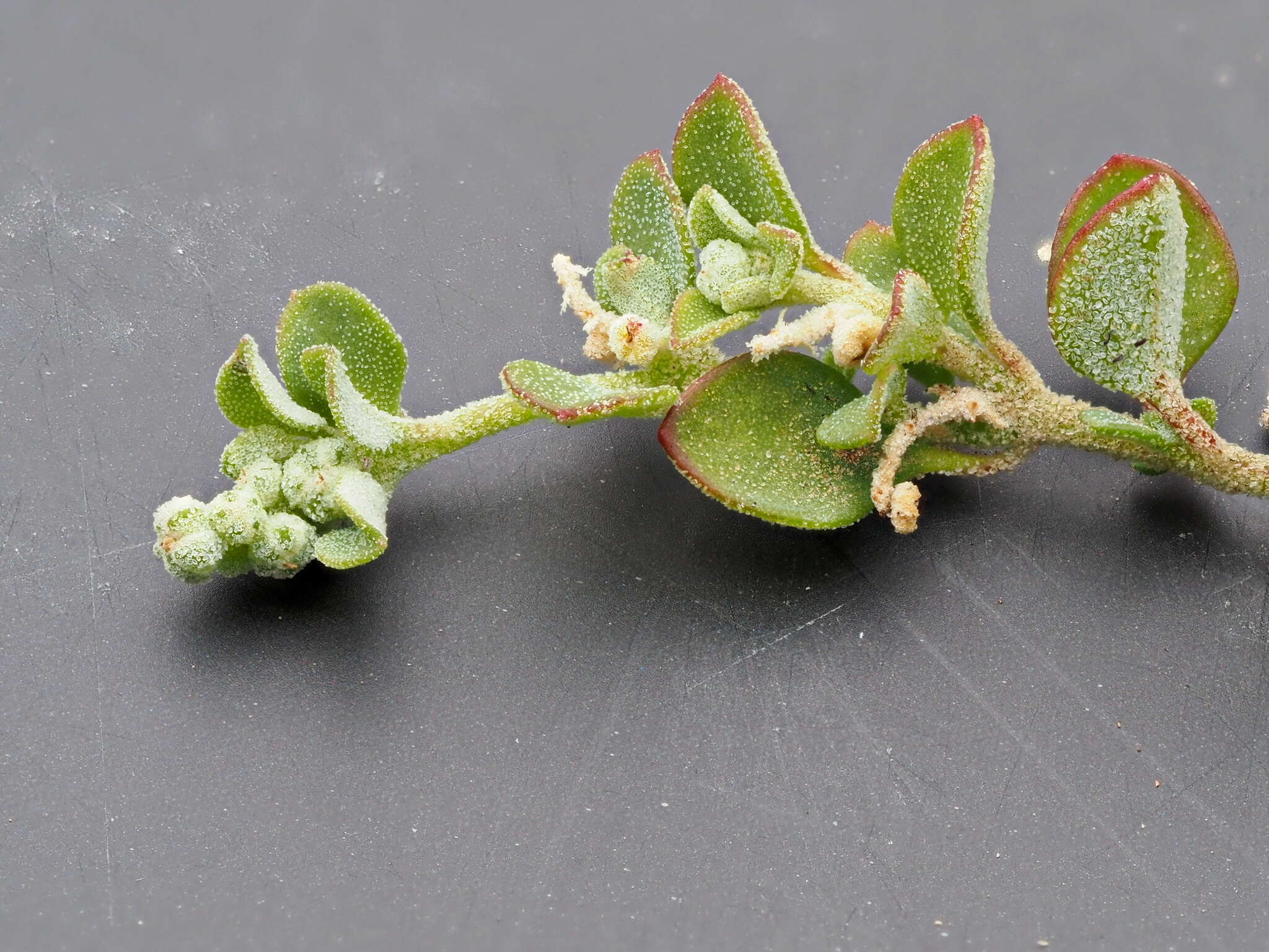 Image of Chenopodium desertorum subsp. microphyllum Paul G. Wilson