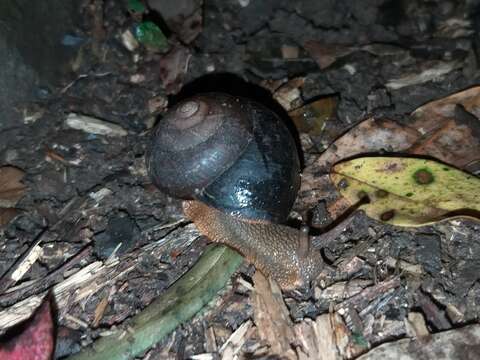 Image of Sauroconcha gulosa (A. Gould 1846)