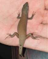 Image of Bronze Rock Skink