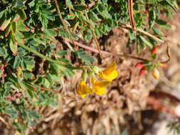 صورة Coronilla vaginalis Lam.