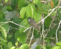 Image of White-browed Purpletuft