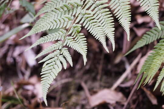 Image of Dryopteris sacrosancta Koidz.