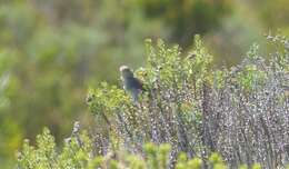 Imagem de Cisticola fulvicapilla silberbauer (Roberts 1919)