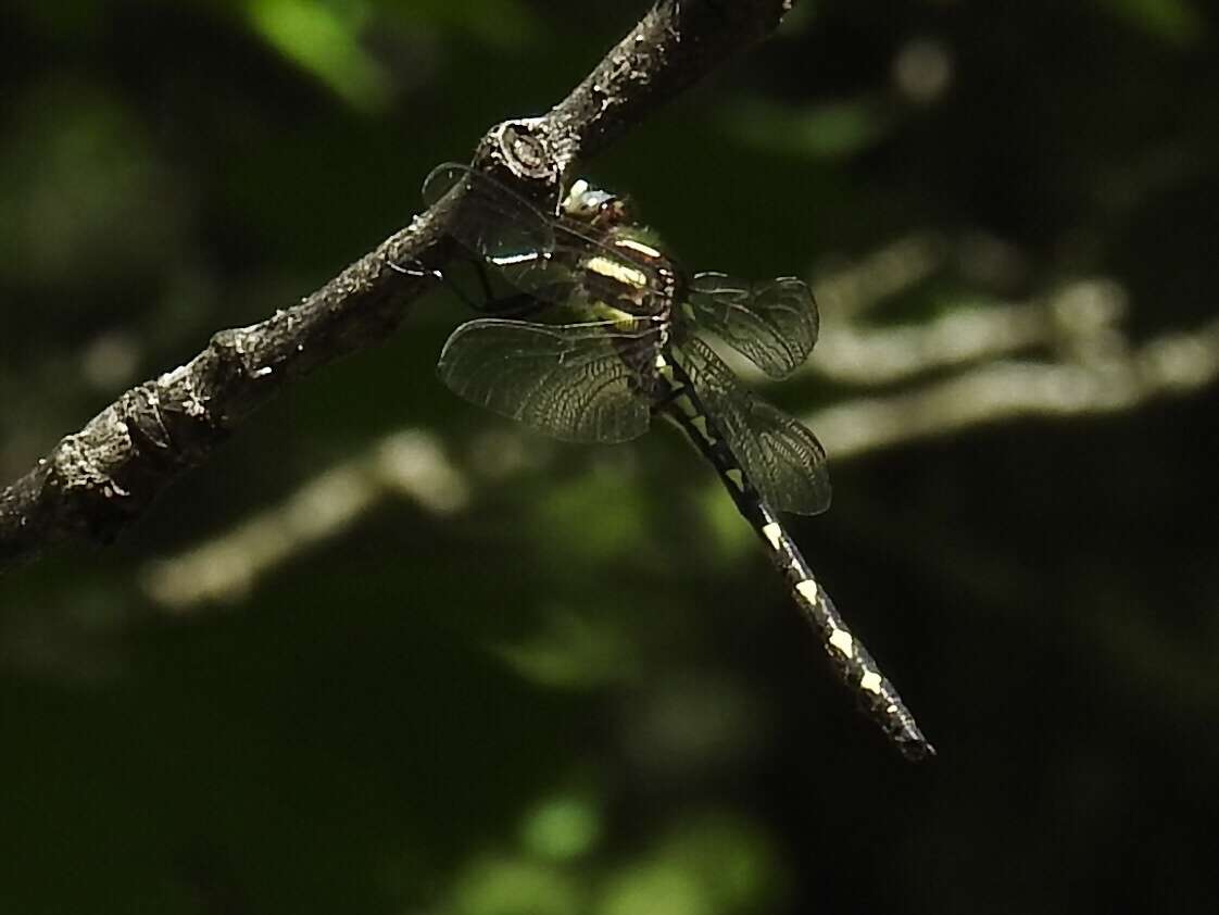 Image of Delta-spotted Spiketail