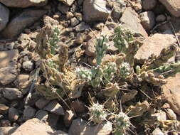 Image of Big Bend pricklypear