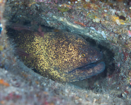 Image of Yellow edged moray