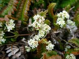 Plancia ëd Galium saxatile L.