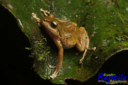 Image of Pristimantis mindo Arteaga-Navarro, Yáñez-Muñoz & Guayasamin 2013