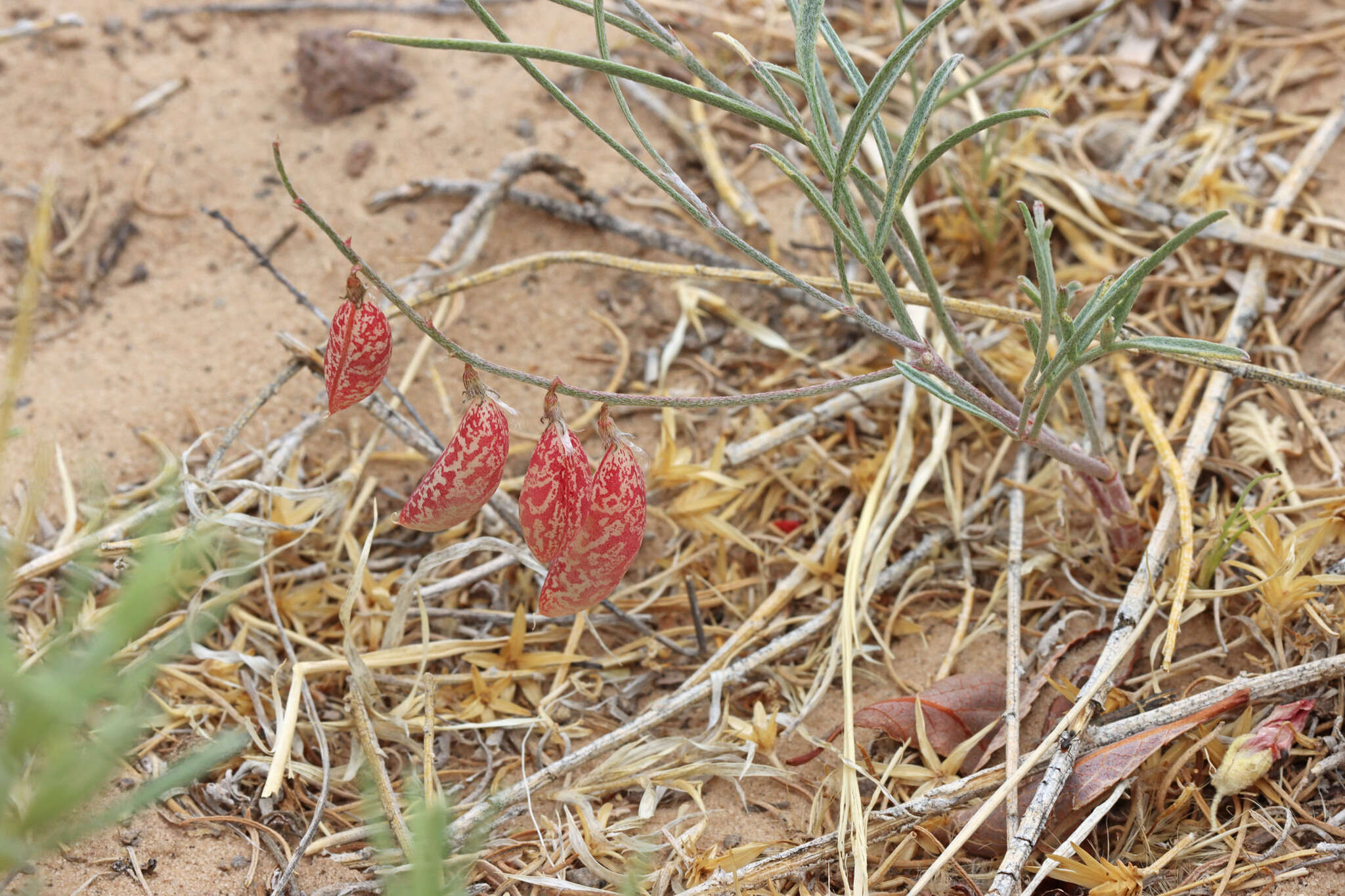 Image de Astragalus ceramicus Sheldon