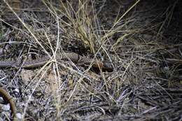 Image of Black-headed Scaly Foot