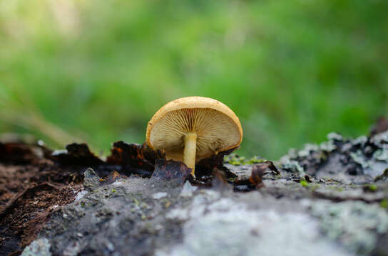 Image of Pholiota tuberculosa (Schaeff.) P. Kumm. 1871