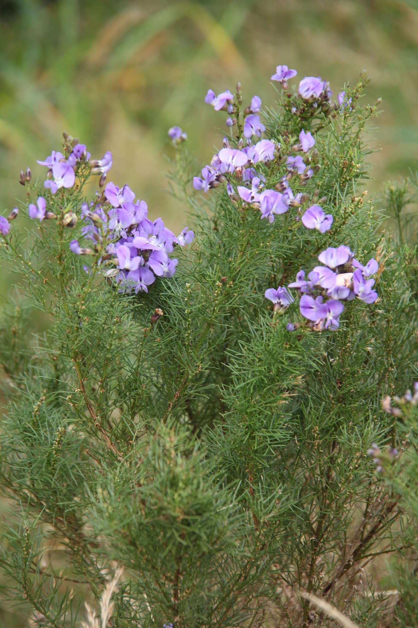 Plancia ëd Psoralea glabra E. Mey.