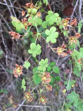 Image of Tropaeolum ciliatum Ruiz & Pav.