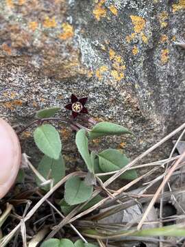 Image of Ceropegia swazica (R. A. Dyer) Bruyns