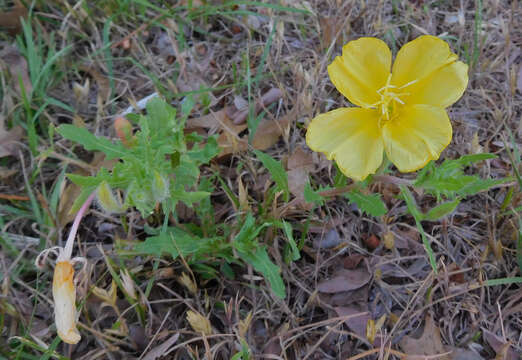 Imagem de Oenothera grandis (Britt.) Rydb.